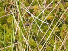 Volucella bombylans