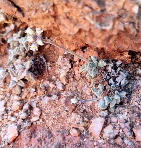 Crassula ausensis