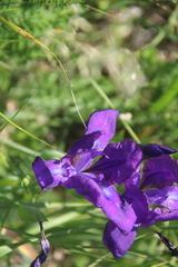 Iris furcata