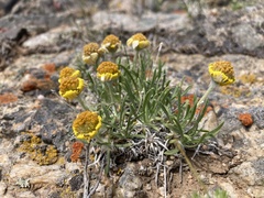 Tetraneuris torreyana