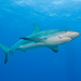 Carcharhinus - Photo (c) Mark Rosenstein, algunos derechos reservados (CC BY-NC-SA)
