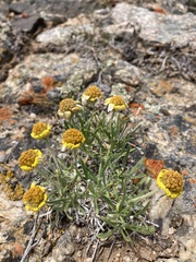 Tetraneuris torreyana