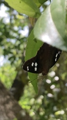 Polygonus leo arizonensis