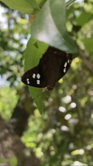 Polygonus leo arizonensis