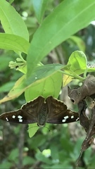 Polygonus leo arizonensis