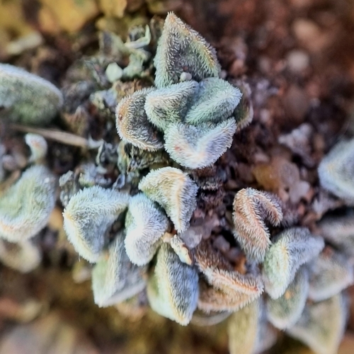 Crassula ausensis