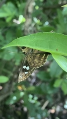 Polygonus leo arizonensis