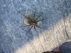 Acantholycosa lignaria