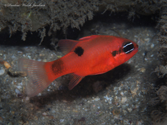 Apogon maculatus