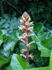 Orobanche hederae