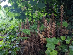 Orobanche hederae