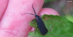 Lucidina kotbandia
