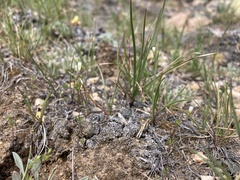 Leptosiphon septentrionalis