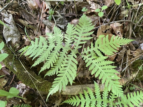 Broad Beech Fern