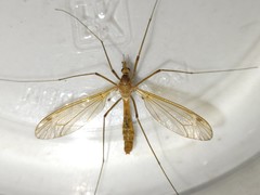 Tipula megaura