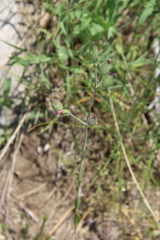 Silene conica