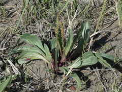 Plantago eriopoda