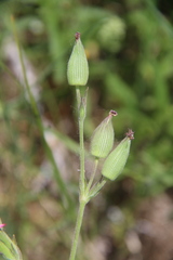 Silene conica