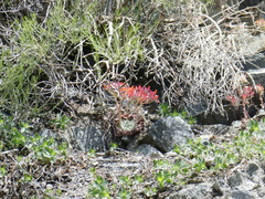 Dudleya cymosa pumila