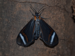 Hyalurga vinosa