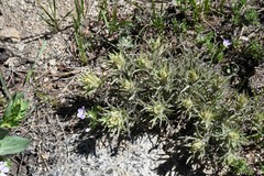Castilleja nana