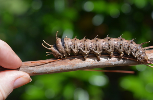 Pine-devil Moth photo 3