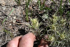 Castilleja nana
