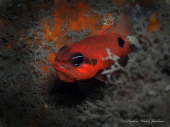 Apogon maculatus