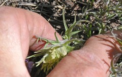 Castilleja nana