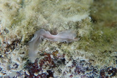 Notocomplana ferruginea