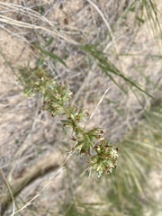 Ipomopsis spicata