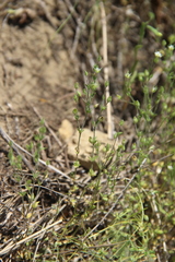 Sabulina tenuifolia