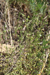 Sabulina tenuifolia