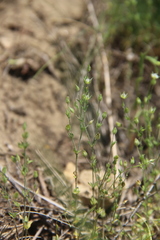 Sabulina tenuifolia