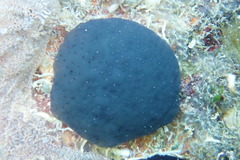 Eudistoma obscuratum