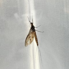 Ephemera vulgata