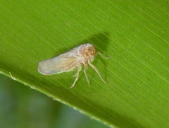 Omolicna