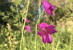 Gladiolus palustris