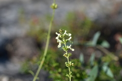 Stachys recta subcrenata