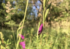 Gladiolus palustris