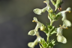 Stachys recta subcrenata