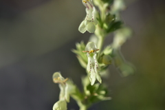 Stachys recta subcrenata