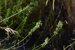 Stachys recta subcrenata