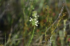 Stachys recta subcrenata