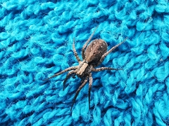 Alopecosa inquilina