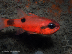 Apogon maculatus