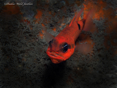 Apogon maculatus