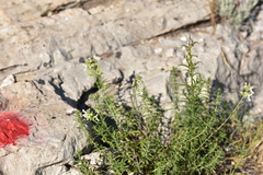 Stachys recta subcrenata