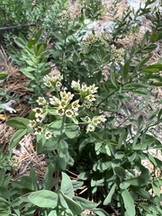 Comandra umbellata californica