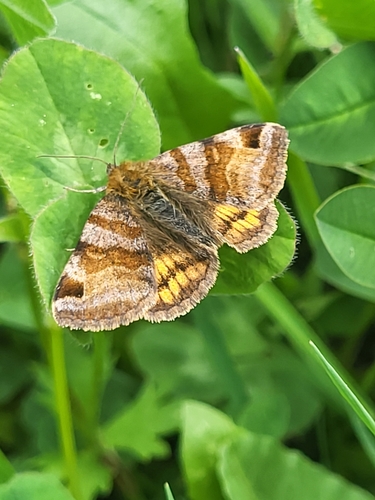 stužkavec hnedý (Euclidia glyphica)
